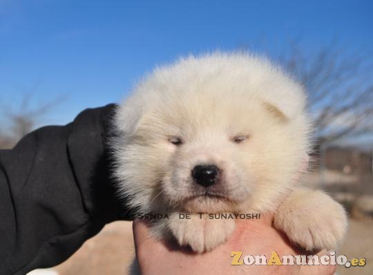 AKITAS DE LA SENDA DE T'SUNAYOSHI